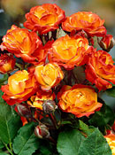 org:/gardening tips/Snoeiadvies/Overzichtspagina/Rozen.jpg